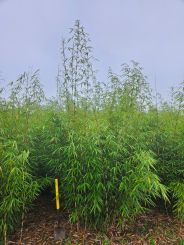 Fargesia robusta Campbell 250-275cm Solitär 80-100cm breit