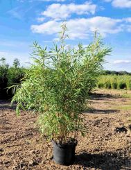 Fargesia Rufa 100-125cm Topf