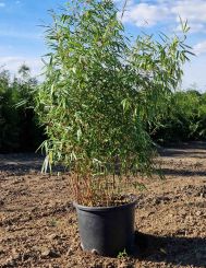 Fargesia Rufa 125-150cm Topf Extra