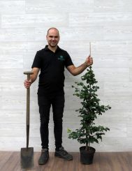 Rotbuche 100-125cm (5 Ltr Topf)