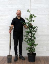 Rotbuche 125-150cm (5 Ltr Topf) 