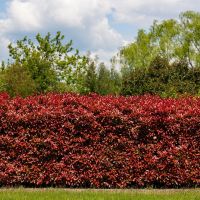 Photinia fraseri 'Red Robin'