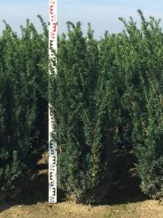 Taxus media 'Hillii' 100-120cm mit Ballen