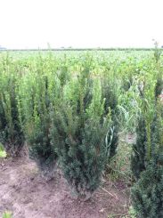 Taxus media 'Hillii' 80-100cm mit Ballen