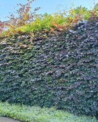 Fagus Sylvatica atropunicea