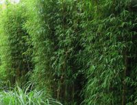 Fargesia Jiuzhaigou 125-150cm - Topf 5L 