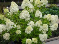 Hortensia Limelight