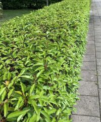 Portugiesischer Kirschlorbeer