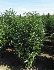 Kirschlorbeer Elly 100-125cm mit Ballen