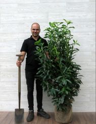 Kirschlorbeer Elly 125-150cm mit Ballen