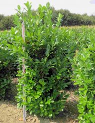 Prunus laurocerasus 'Novita' Kirschlorbeer Novita