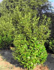 Prunus laurocerasus 'Novita' 225-250 Laurier Novita