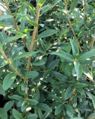 Liguster Atrovirens 180-200cm mit Ballen