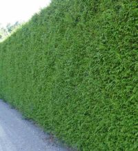Thuja plicata 'Martin'