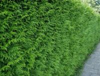 Thuja plicata 'Martin'