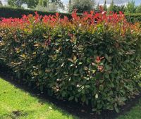 Photinia fraseri 'Red Robin'