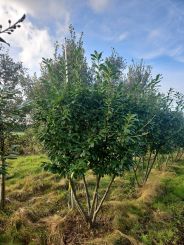 Mehrstämmiger Lorbeer Novita, geeignet für Hecken auf Stamm.