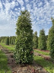 Photinia fraseri 'Red Robin' 275-300cm