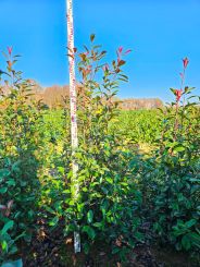 Photinia fraseri 'Red Robin' 150-175cm