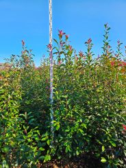 Photinia fraseri 'Red Robin' 200-225cm