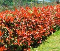 Photinia fraseri 'Red Robin'