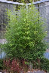 Phyllostachys Bissetii