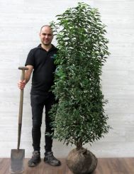 Portugiesischer Kirschlorbeer 150-175cm mit Ballen