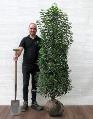 Portugiesischer Kirschlorbeer 180-200cm mit Ballen