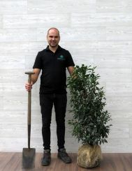 Portugiesischer Kirschlorbeer 80-100cm mit Ballen