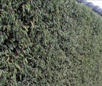 Portugiesischer Kirschlorbeer