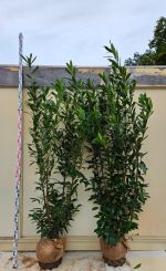 Kirschlorbeer Caucasica von 2 Meter hoch von www.hohehecken.de 