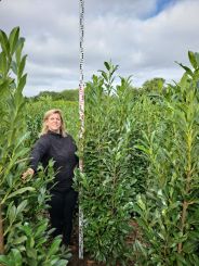 Kirschlorbeer Elly 200-225cm 