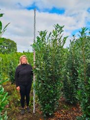 Kirschlorbeer Elly 225-250cm mit Ballen