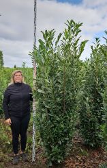 Kirschlorbeer Genolia 225-250cm 