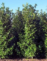 Kirschlorbeer Genolia 300-325cm mit Ballen