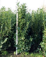 Fargesia Winter Joy 150-175cm Topf