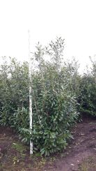 Prunus laurocerasus Caucasica 250-300 Prunus Caucasica