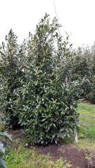 Prunus laurocerasus Caucasica 300-350cm Laurier caucasica