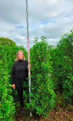 180-200cm Extra, portugese laurier compact en vertakt