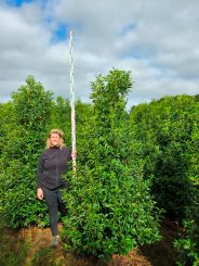 225-250cm breed 80cm Portugese laurier 