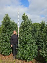 Portugese laurier als hoge haag en afscheiding