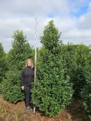 Super kwaliteit Portugese laurier vanh 3 meter hoog