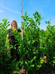 Kirschlorbeer Novita von hohehecken.de