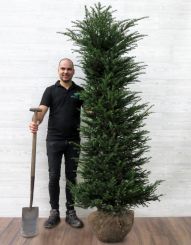 Eibe 180-200cm mit Ballen