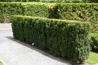 Taxus media 'Hillii'