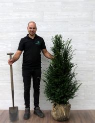 Eibe 100-120cm mit Ballen
