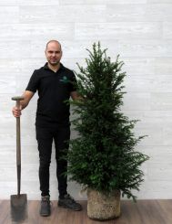 Eibe 120-140cm mit Ballen