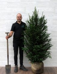 Eibe 140-160cm mit Ballen