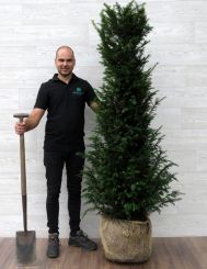 Eibe 160-180cm mit Ballen
