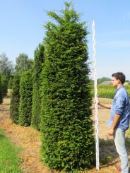 Eibe 300-325cm mit Ballen